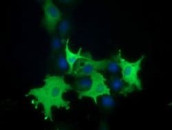 PIK3AP1 Monoclonal Antibody (OTI1C3), TrueMAB , OriGene 100 &mu;L; Unconjugated:Antibodies,