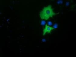 PIK3AP1 Monoclonal Antibody (OTI5H5), TrueMAB , OriGene 30 &mu;L; Unconjugated:Antibodies,