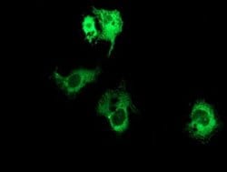 PIK3AP1 Monoclonal Antibody (OTI5D4), TrueMAB , OriGene 100 &mu;L; Unconjugated:Antibodies,