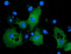PIK3AP1 Mouse anti-Human, Clone: OTI7B12, liquid, TrueMAB 100 &mu;L; Unconjugated:Antibodies,
