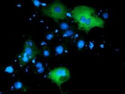PIK3AP1 Monoclonal Antibody (OTI5H2), TrueMAB , OriGene 100 &mu;L; Unconjugated:Antibodies,