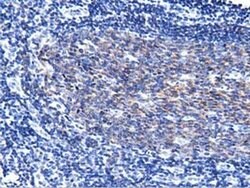 PIK3AP1 Mouse anti-Human, Clone: OTI7B12, liquid, TrueMAB 100 &mu;L; Unconjugated:Antibodies,