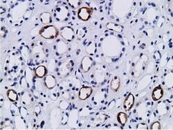 PIK3AP1 Monoclonal Antibody (OTI7A11), TrueMAB , OriGene 30 &mu;L; Unconjugated:Antibodies,