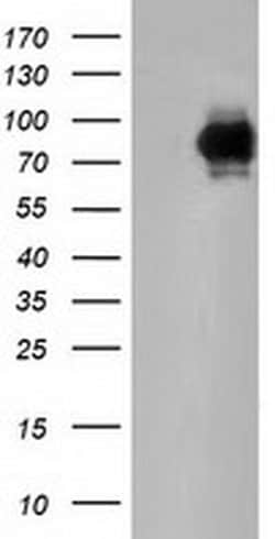 PIK3AP1 Monoclonal Antibody (OTI5A5), TrueMAB , OriGene 100 &mu;L; Unconjugated:Antibodies,