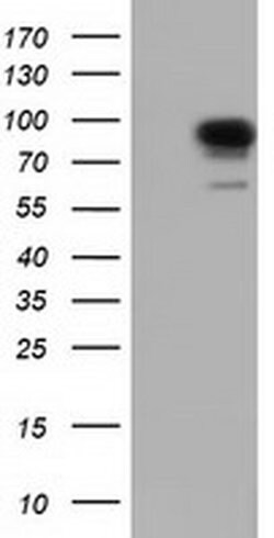 PIK3AP1 Monoclonal Antibody (OTI5H5), TrueMAB , OriGene 30 &mu;L; Unconjugated:Antibodies,