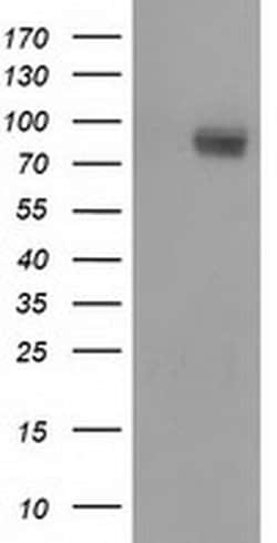 PIK3AP1 Monoclonal Antibody (OTI5D4), TrueMAB , OriGene:Antibodies:Primary