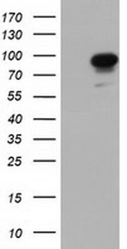 PIK3AP1 Mouse anti-Human, Clone: OTI7B12, liquid, TrueMAB 100 &mu;L; Unconjugated:Antibodies,