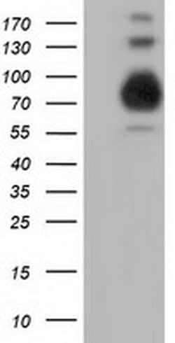 PIK3AP1 Monoclonal Antibody (OTI5H2), TrueMAB , OriGene 100 &mu;L; Unconjugated:Antibodies,