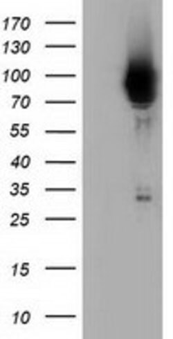 PIK3AP1 Mouse anti-Human, Clone: OTI7A11, lyophilized, TrueMAB 100 &mu;g;