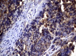 PIK3C2A Monoclonal Antibody (OTI4E6), TrueMAB , OriGene 100 &mu;L; Unconjugated:Antibodies,