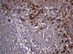 PIK3C2A Monoclonal Antibody (OTI2D9), TrueMAB , OriGene 100 &mu;L; Unconjugated:Antibodies,