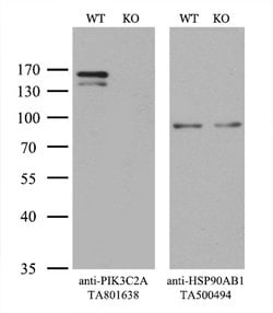 PIK3C2A Mouse anti-Human, Clone: OTI1A9, lyophilized, TrueMAB 100 &mu;g;