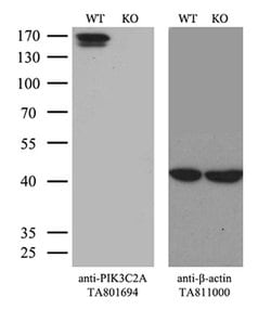 PIK3C2A Monoclonal Antibody (OTI3D9), TrueMAB , OriGene 100 &mu;L; Unconjugated:Antibodies,