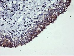 PIK3C2B Mouse anti-Human, Clone: OTI2G3, liquid, TrueMAB 100 &mu;L; Unconjugated:Antibodies,