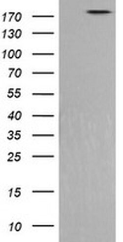 PIK3C2B Mouse anti-Human, Clone: OTI2G3, liquid, TrueMAB 100 &mu;L; Unconjugated:Antibodies,