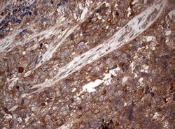 PIK3CA Monoclonal Antibody (OTI6D9), TrueMAB , OriGene 100 &mu;L; Unconjugated:Antibodies,
