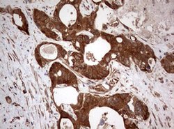 PIK3CA Monoclonal Antibody (OTI6D9), TrueMAB , OriGene 100 &mu;L; Unconjugated:Antibodies,