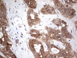 PIK3CA Monoclonal Antibody (OTI6D9), TrueMAB , OriGene:Antibodies:Primary