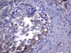 PIK3CD Monoclonal Antibody (OTI1B5), TrueMAB , OriGene 100 &mu;L; Unconjugated:Antibodies,