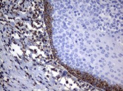 PIK3CD Monoclonal Antibody (OTI1B5), TrueMAB , OriGene 100 &mu;L; Unconjugated:Antibodies,