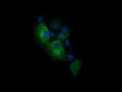 PIK3CG Monoclonal Antibody (OTI4B6), TrueMAB , OriGene:Antibodies:Primary