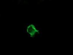 PIK3CG Monoclonal Antibody (OTI4D3), TrueMAB , OriGene 100 &mu;L; Unconjugated:Antibodies,