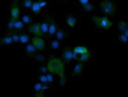 PIK3CG Monoclonal Antibody (OTI6D1), TrueMAB , OriGene 100 &mu;L; Unconjugated:Antibodies,