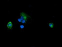 PIK3CG Mouse anti-Human, Clone: OTI4G10, lyophilized, TrueMAB 100 &mu;g;