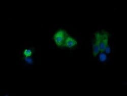 PIK3CG Mouse anti-Human, Mouse, Clone: OTI6H5, liquid, TrueMAB 30 &mu;L;