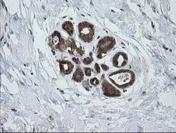 PIK3CG Mouse anti-Human, Clone: OTI2B1, liquid, TrueMAB 100 &mu;L; Unconjugated:Antibodies,