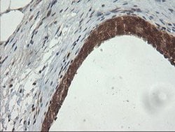 PIK3CG Mouse anti-Human, Clone: OTI2B1, liquid, TrueMAB 100 &mu;L; Unconjugated:Antibodies,