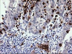 PIK3CG Monoclonal Antibody (OTI4D3), TrueMAB , OriGene 100 &mu;L; Unconjugated:Antibodies,