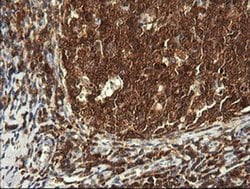 PIK3CG Monoclonal Antibody (OTI4D3), TrueMAB , OriGene 100 &mu;L; Unconjugated:Antibodies,