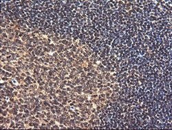 PIK3CG Monoclonal Antibody (OTI6D1), TrueMAB , OriGene 100 &mu;L; Unconjugated:Antibodies,