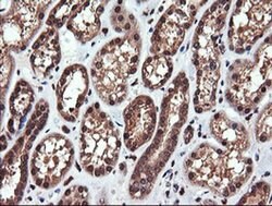 PIK3CG Monoclonal Antibody (OTI6D1), TrueMAB , OriGene 100 &mu;L; Unconjugated:Antibodies,