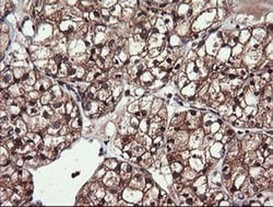 PIK3CG Monoclonal Antibody (OTI6D1), TrueMAB , OriGene 100 &mu;L; Unconjugated:Antibodies,