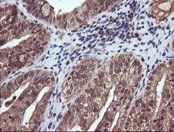 PIK3CG Mouse anti-Human, Mouse, Clone: OTI6H5, liquid, TrueMAB 30 &mu;L;