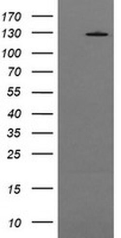PIK3CG Monoclonal Antibody (OTI4H9), TrueMAB , OriGene 30 &mu;L; Unconjugated:Antibodies,