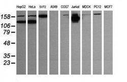 PIK3CG Monoclonal Antibody (OTI4D3), TrueMAB , OriGene 100 &mu;L; Unconjugated:Antibodies,
