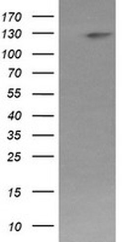 PIK3CG Monoclonal Antibody (OTI6D1), TrueMAB , OriGene 100 &mu;L; Unconjugated:Antibodies,