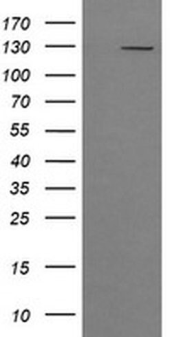 PIK3CG Monoclonal Antibody (OTI6C6), TrueMAB , OriGene 30 &mu;L; Unconjugated:Antibodies,