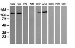 PIK3CG Monoclonal Antibody (OTI6C6), TrueMAB , OriGene 30 &mu;L; Unconjugated:Antibodies,