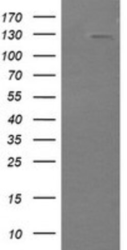 PIK3CG Mouse anti-Human, Clone: OTI4G10, lyophilized, TrueMAB 100 &mu;g;