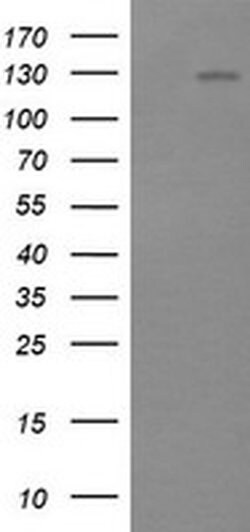 PIK3CG Mouse anti-Human, Mouse, Clone: OTI6H5, liquid, TrueMAB 30 &mu;L;