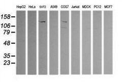 PIK3CG Mouse anti-Human, Mouse, Clone: OTI6H5, liquid, TrueMAB 30 &mu;L;