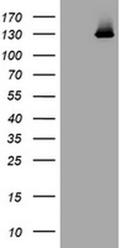 PIK3CG Monoclonal Antibody (OTI4B1), TrueMAB , OriGene 100 &mu;L; Unconjugated:Antibodies,