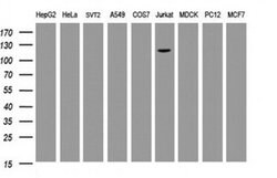 PIK3CG Monoclonal Antibody (OTI4B1), TrueMAB , OriGene 100 &mu;L; Unconjugated:Antibodies,