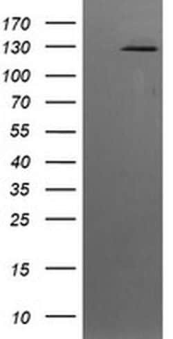 PIK3CG Monoclonal Antibody (OTI4B9), TrueMAB , OriGene 30 &mu;L; Unconjugated:Antibodies,