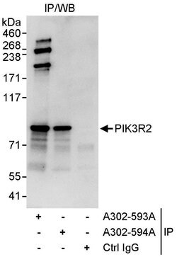 PIK3R2 Rabbit anti-Human, Polyclonal, Bethyl Laboratories 100 &mu;L; Unconjugated:Antibodies,