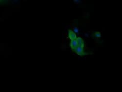 PIK3R5 Monoclonal Antibody (OTI4G9), TrueMAB , OriGene:Antibodies:Primary